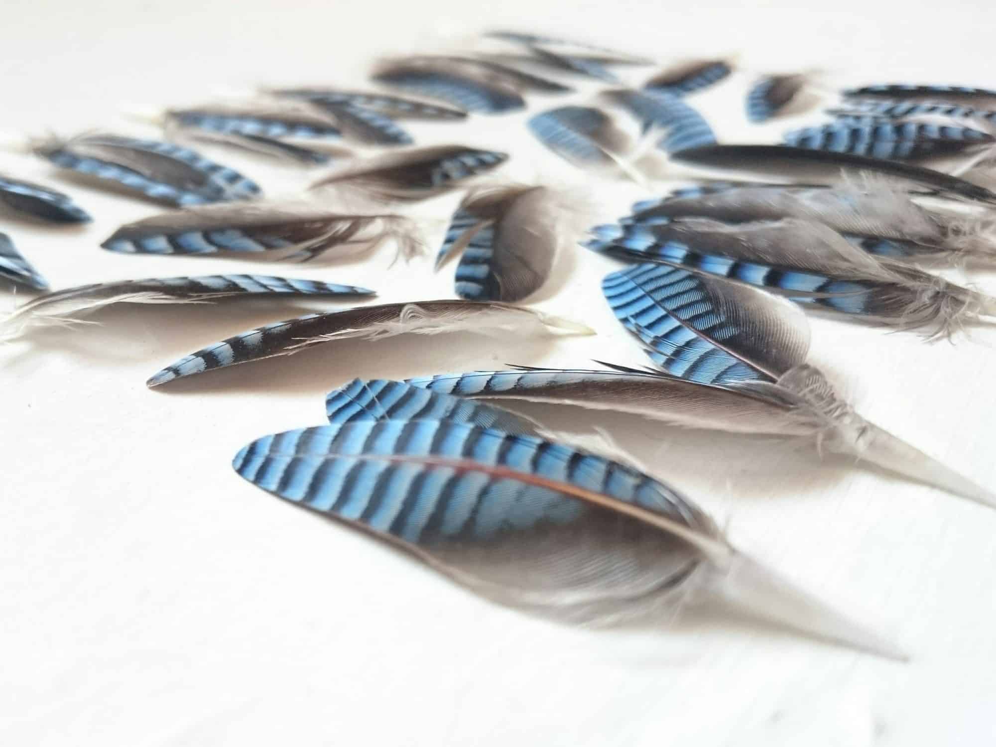 Plumes de geai, étonnante plume bleue rayée, pour boucles d'oreilles. Vu en gros plan, groupées par paires