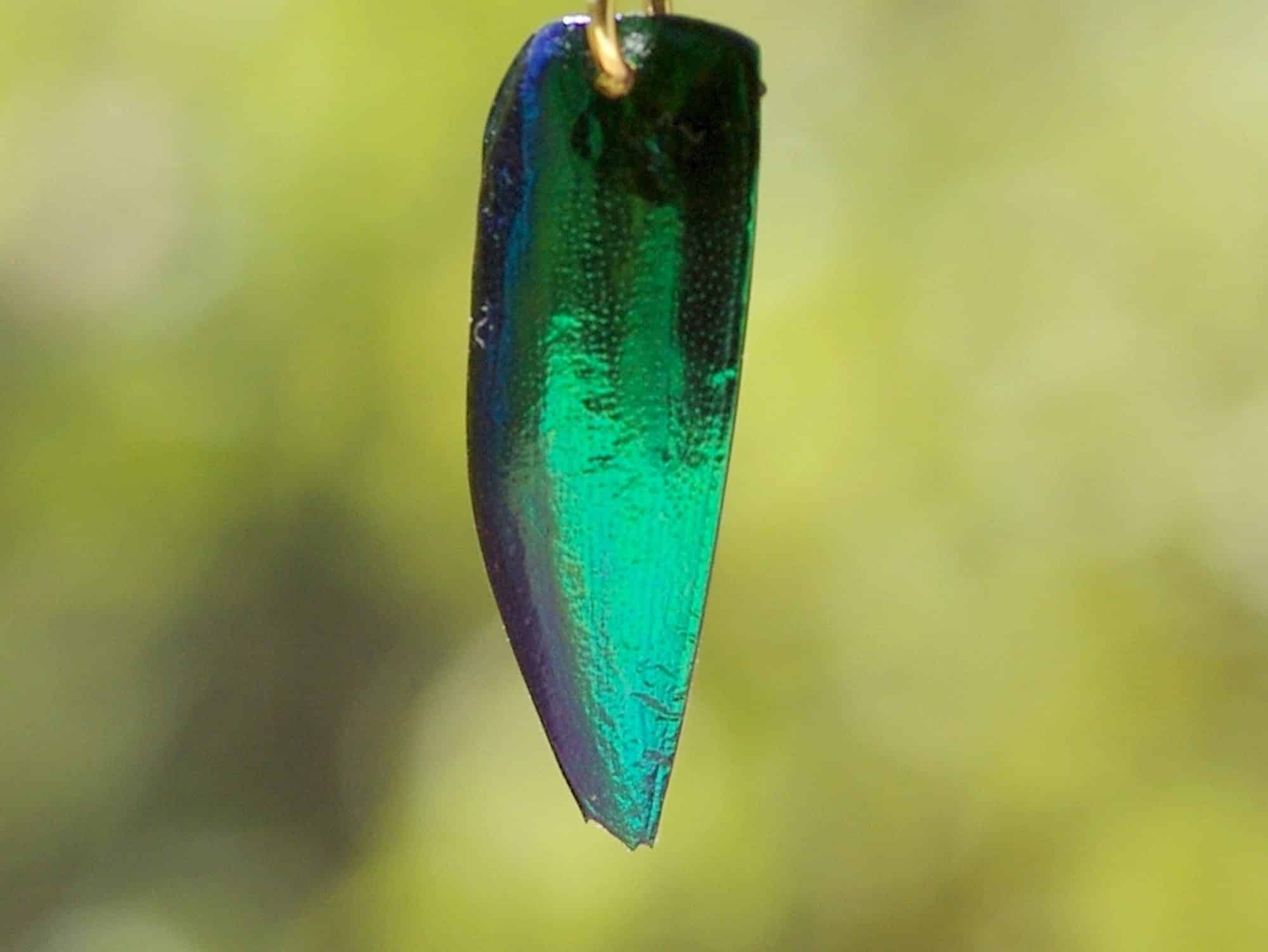 un élytre de scarabée vert à reflets bleus et verts métallisés , en gros plan sur fond de verdure