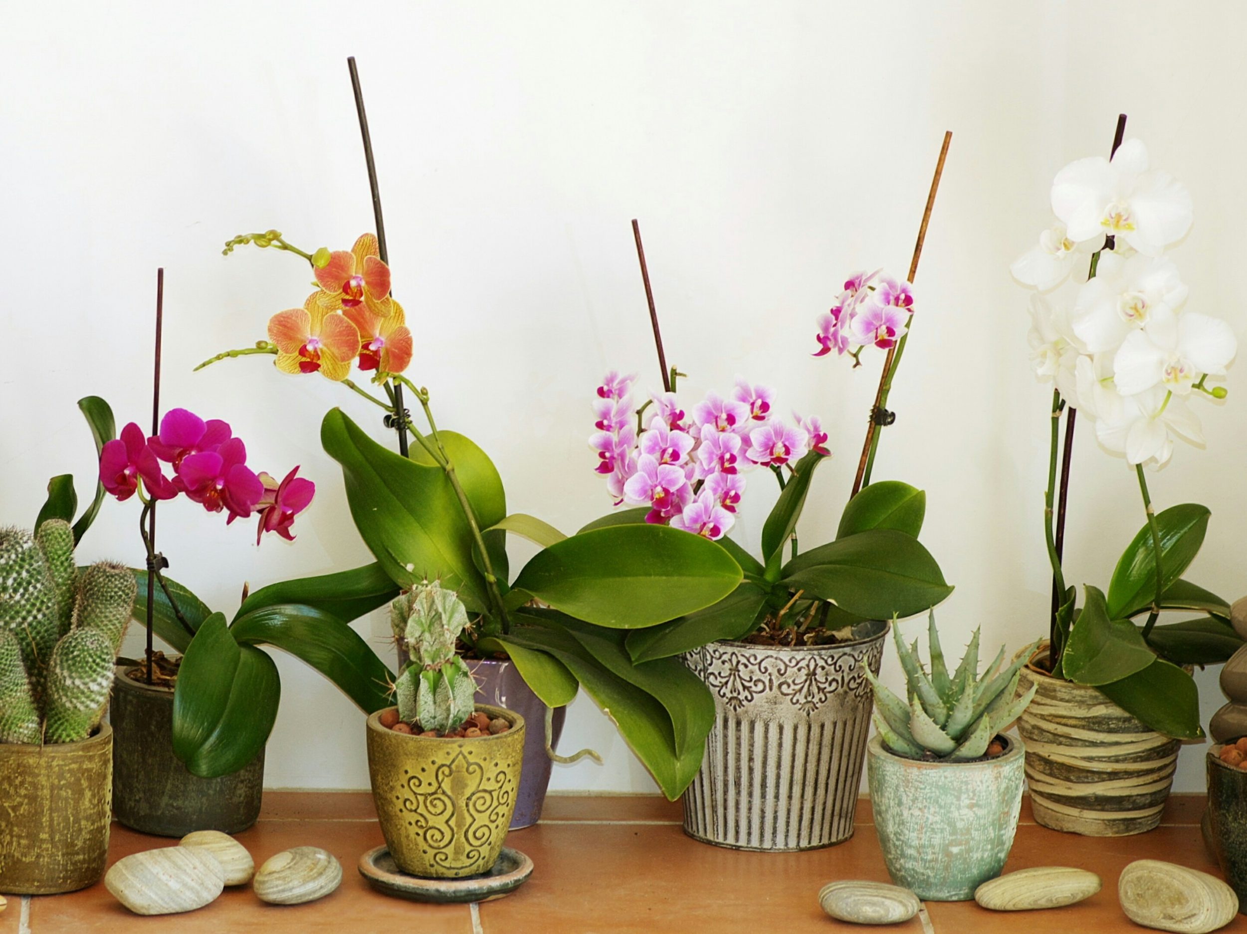 orchidées, lusieurs pots dans le salon