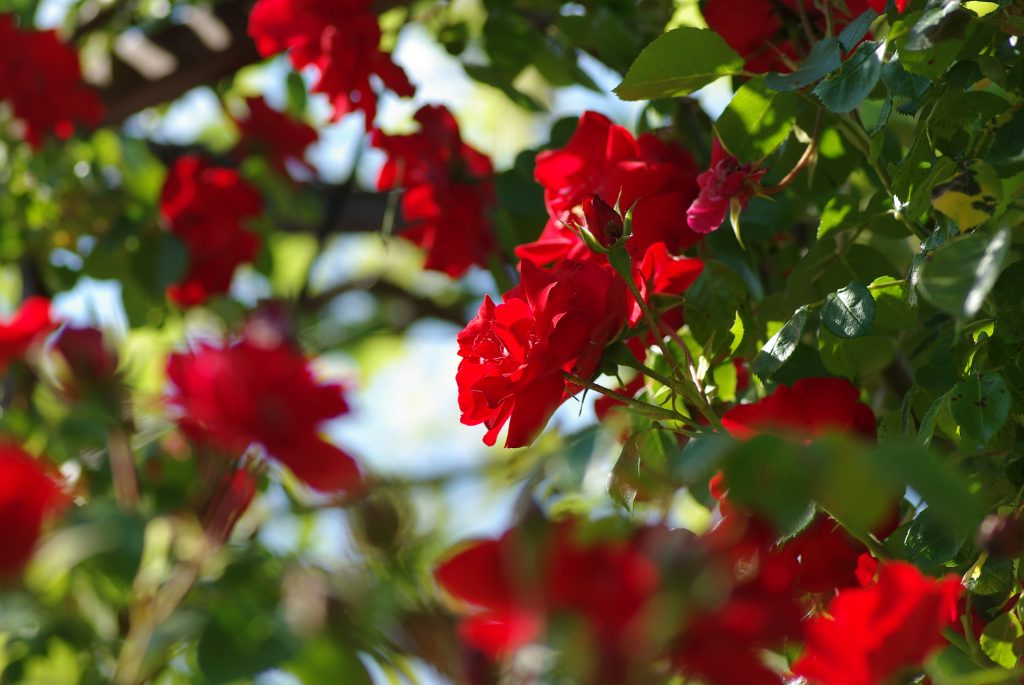 rosier à roses rouges