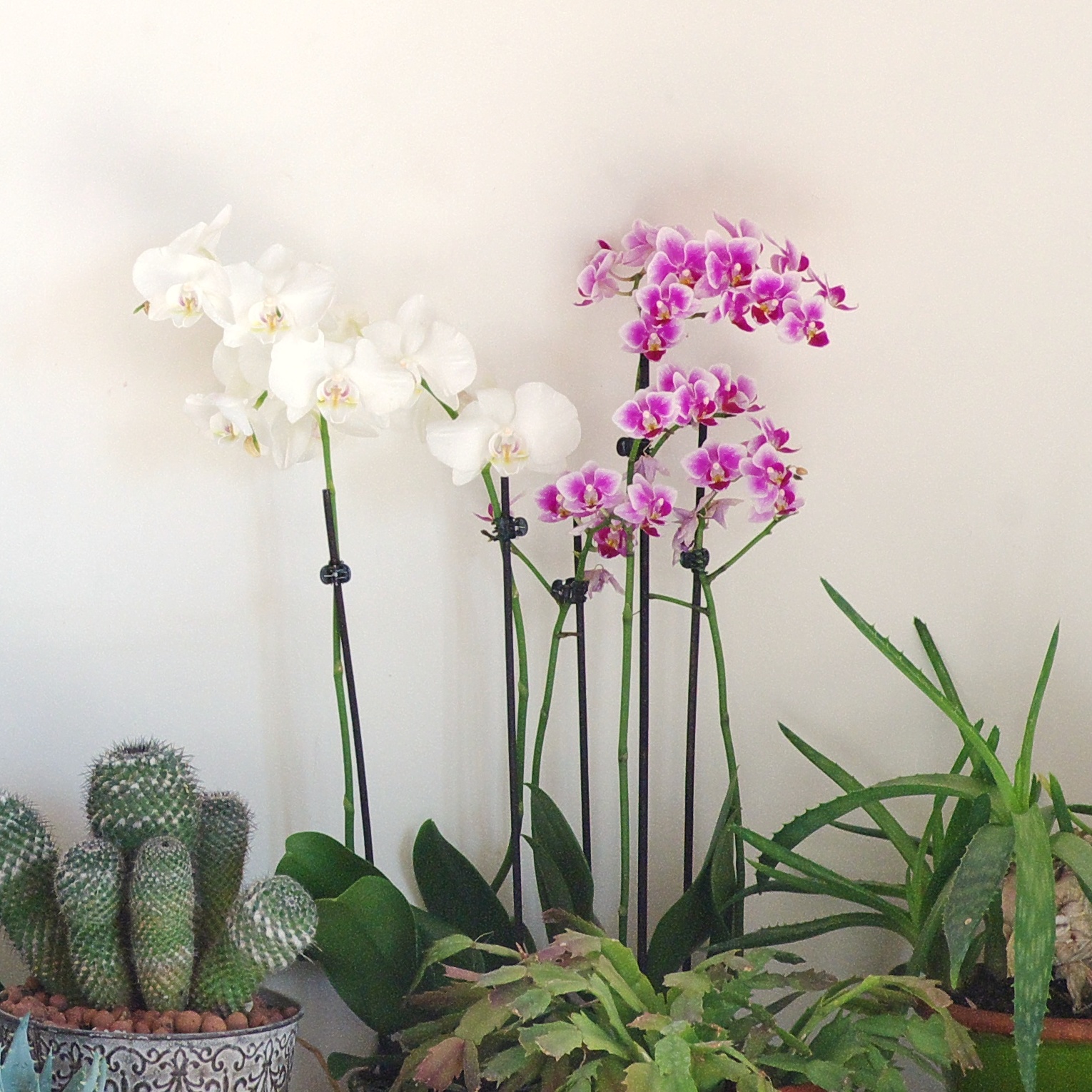 orchidées blanches et orchidées roses (petites fleurs)