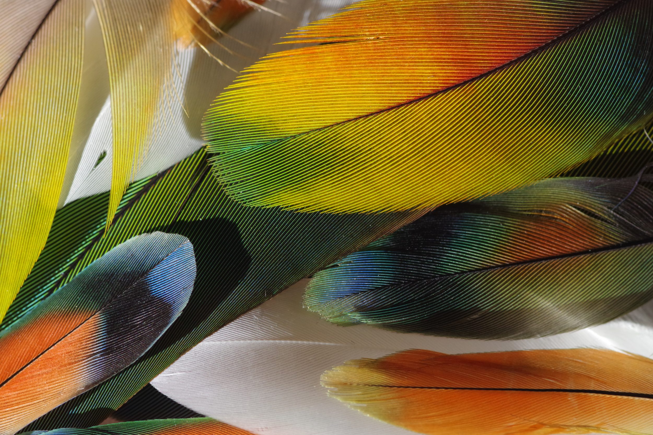 lot de plumes très colorées de perruches et perroquets : jaune, orange, vert...