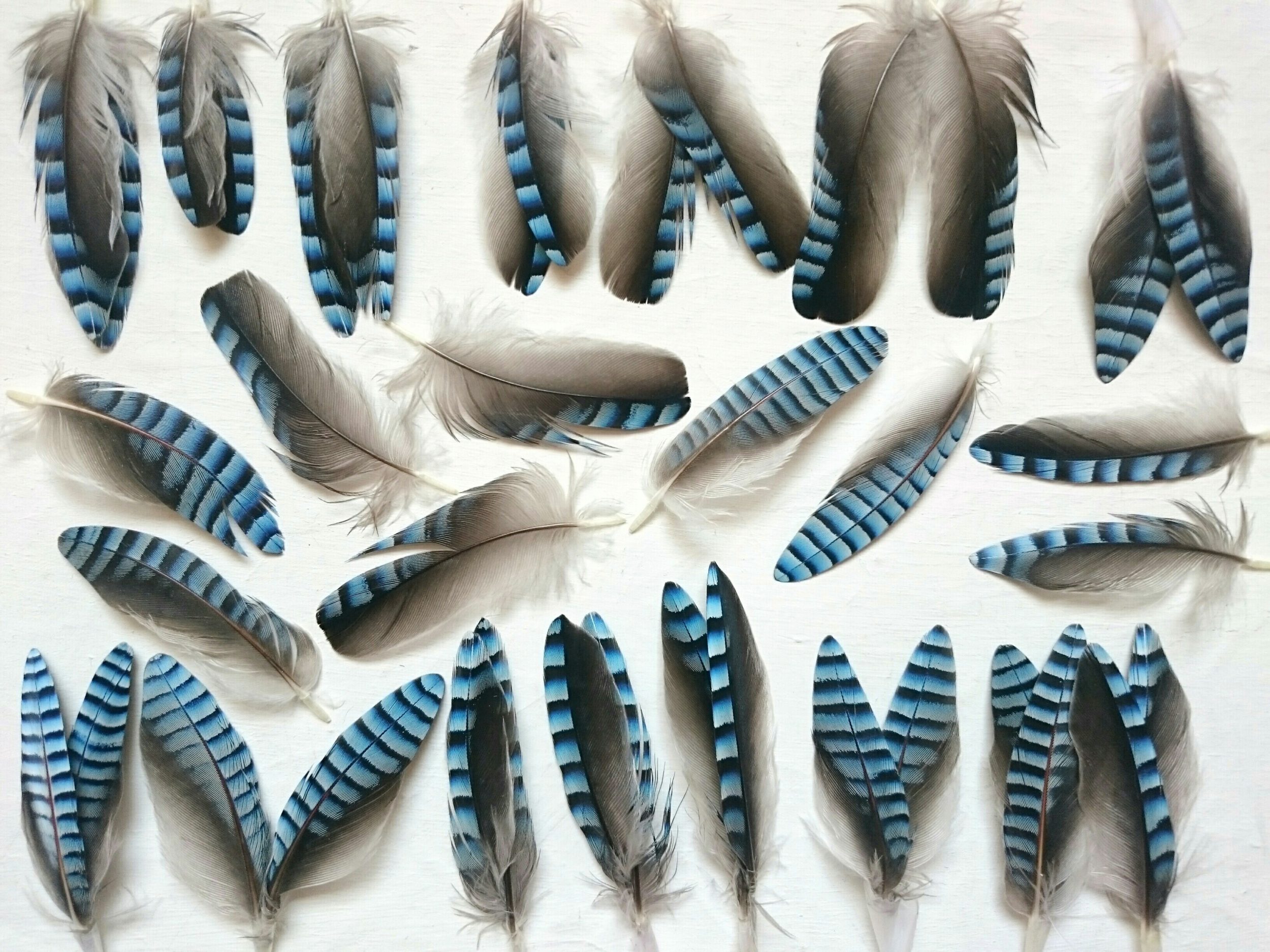 lot de très belles plumes de geai rayées bleu et noir