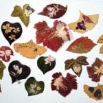 magnets végétaux, chaque magnet végétal est réalisé avec une feuille d'automne agrémentée de petites fleurs
