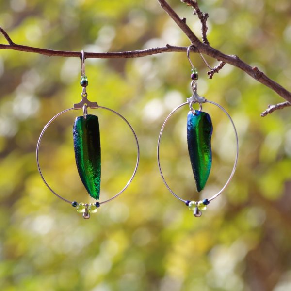 boucles d'oreilles avec des élytres de scarabées vert-bleu à l'intérieur de grands anneaux en inox