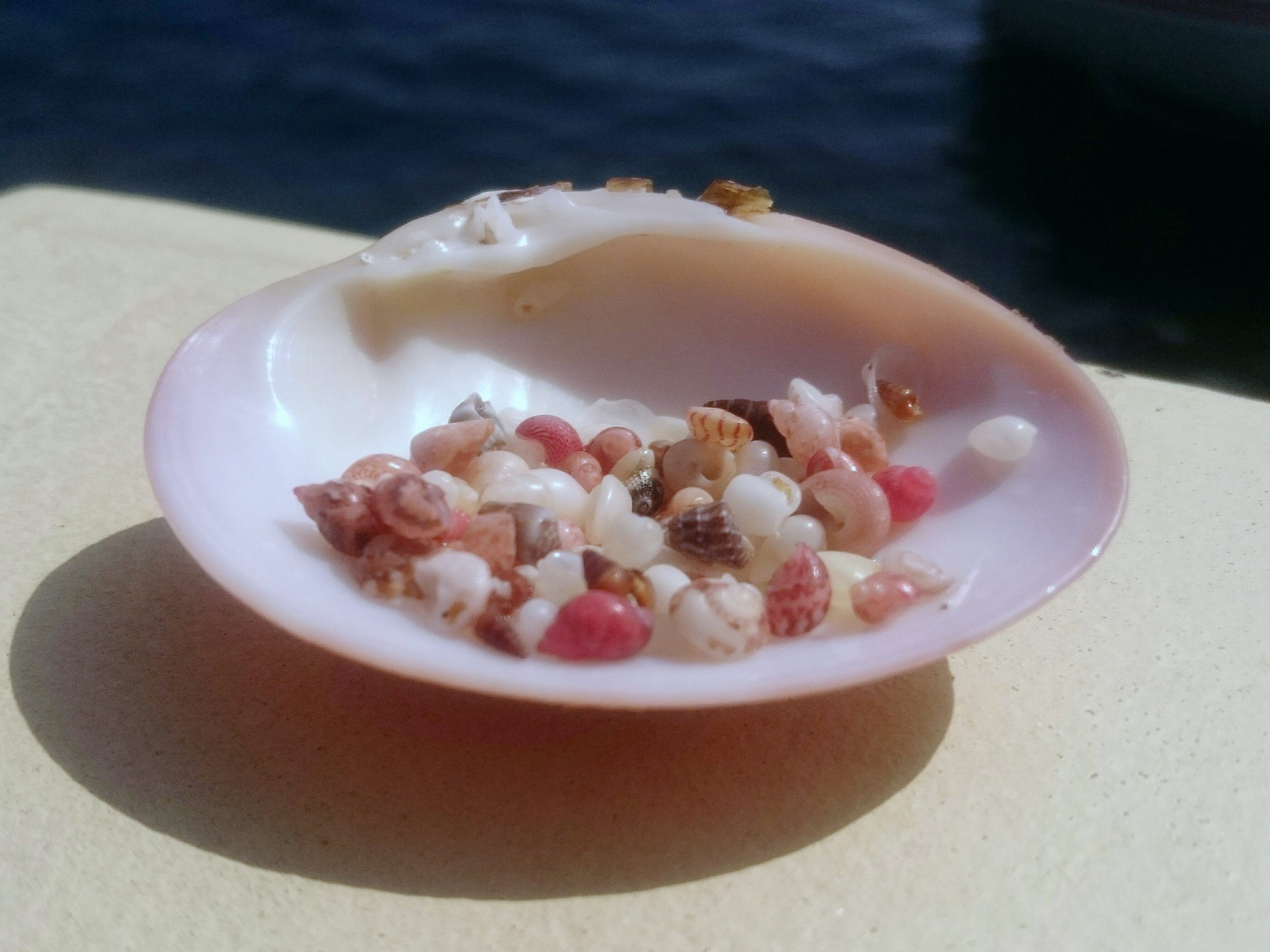 mini coquillages : macrocoquillages de méditerranée, blancs, roses, bruns ou gris
