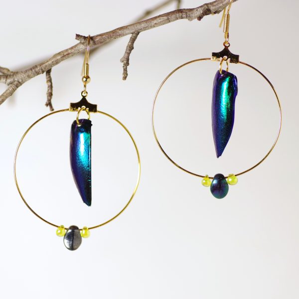 boucles d'oreilles or et bleu, grand anneau doré avec à li='intérieur un élytre de scarabée bleu /bleu-vert, et en bas des petites perles de verre.