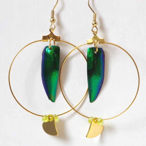 Boucles d'oreilles aux élytres de scarabées verts dans de grands anneaux plaqués or, avec de petits cœurs dorés.