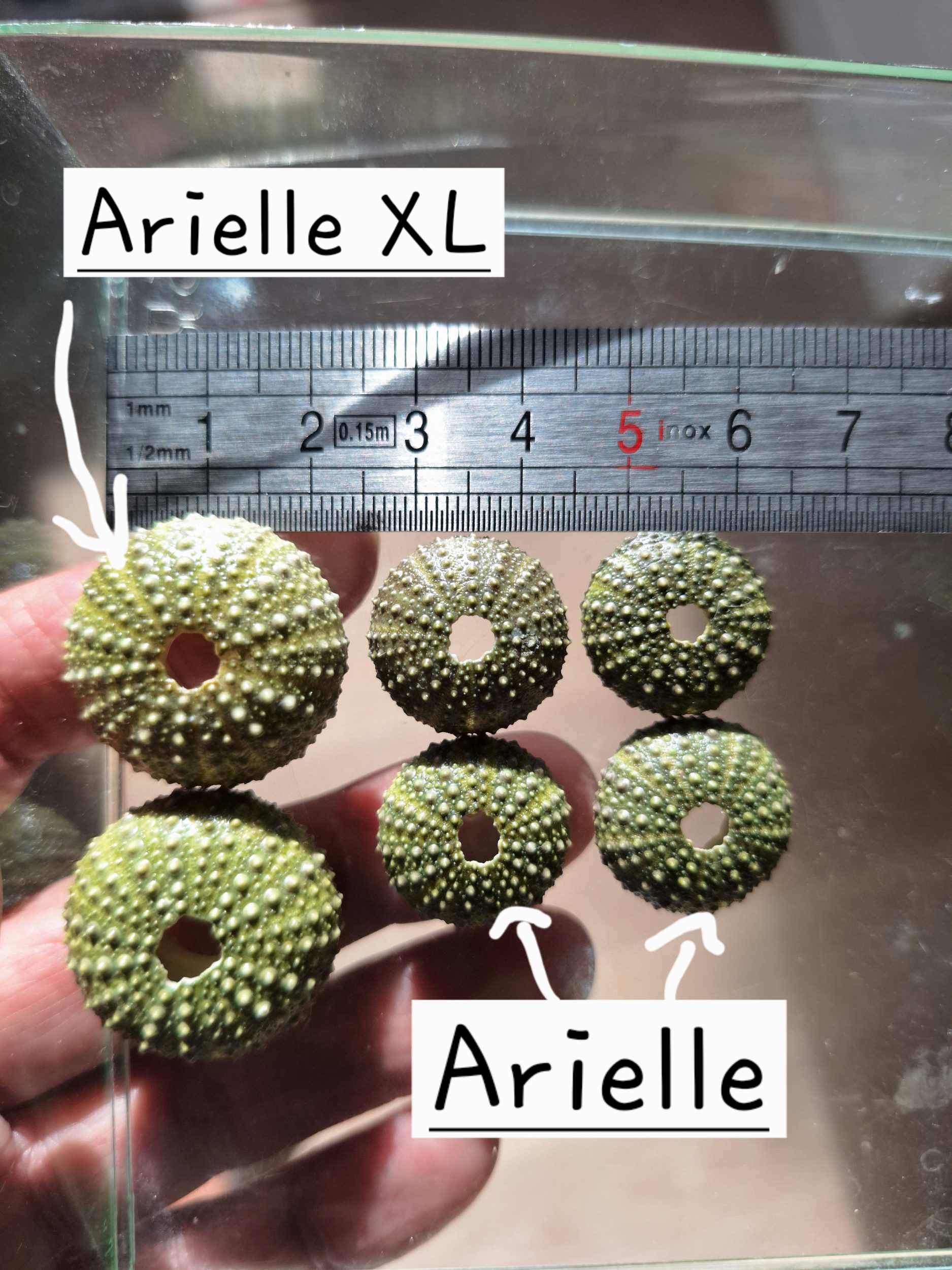 Boucles d'oreilles oursins et inox Arielle – Image 6