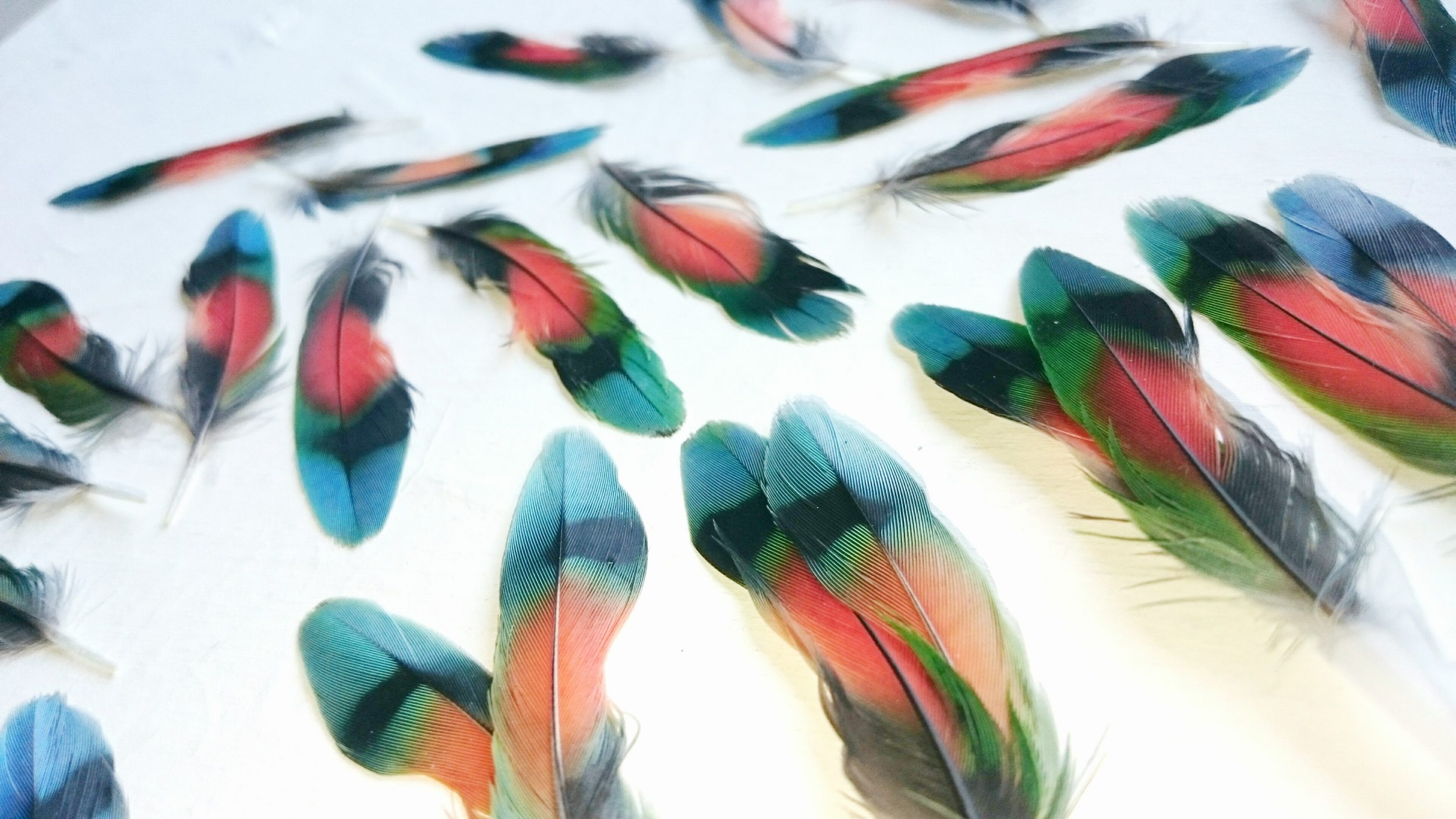 Plumes d'inséparable (lovebird) multicolores, tombées naturellement, oiseau français.