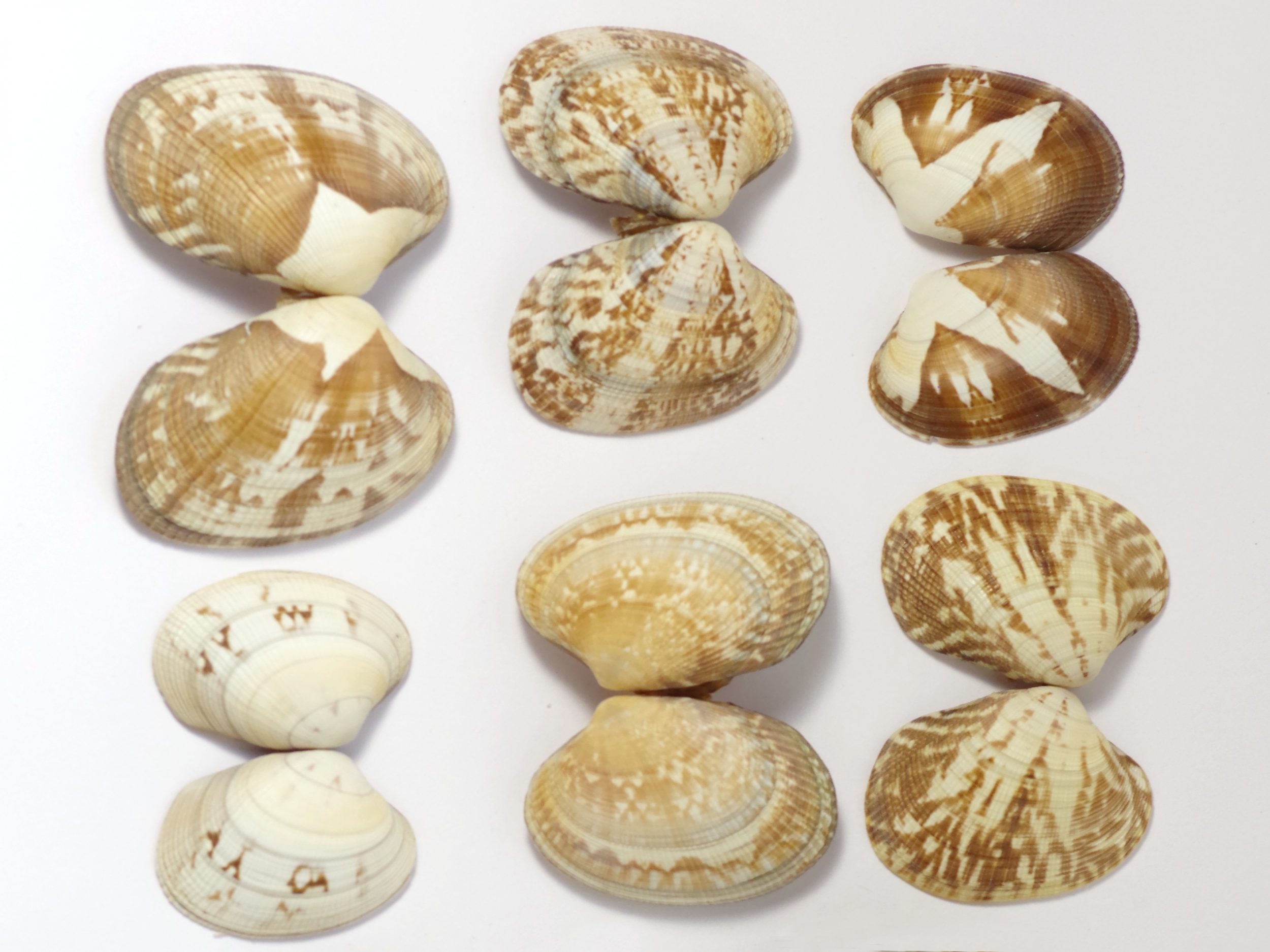 Boucles d'oreilles Jaï, palourdes et finitions au choix – Image 6