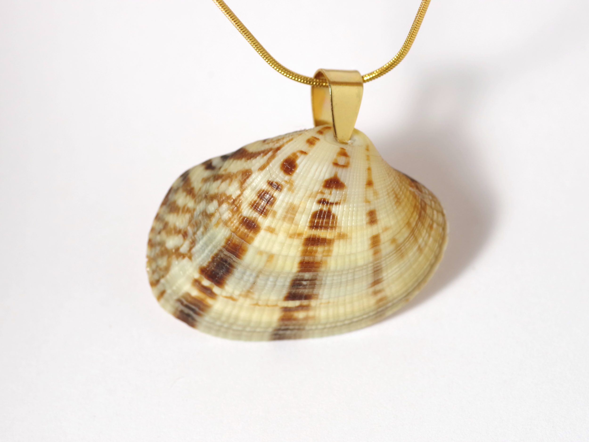 Colliers Jaï, belles palourdes au choix – Image 6