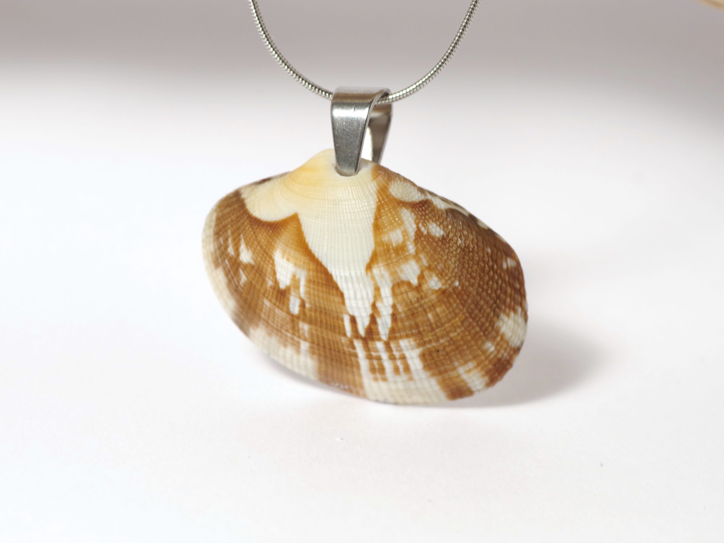 Colliers Jaï, belles palourdes au choix – Image 5