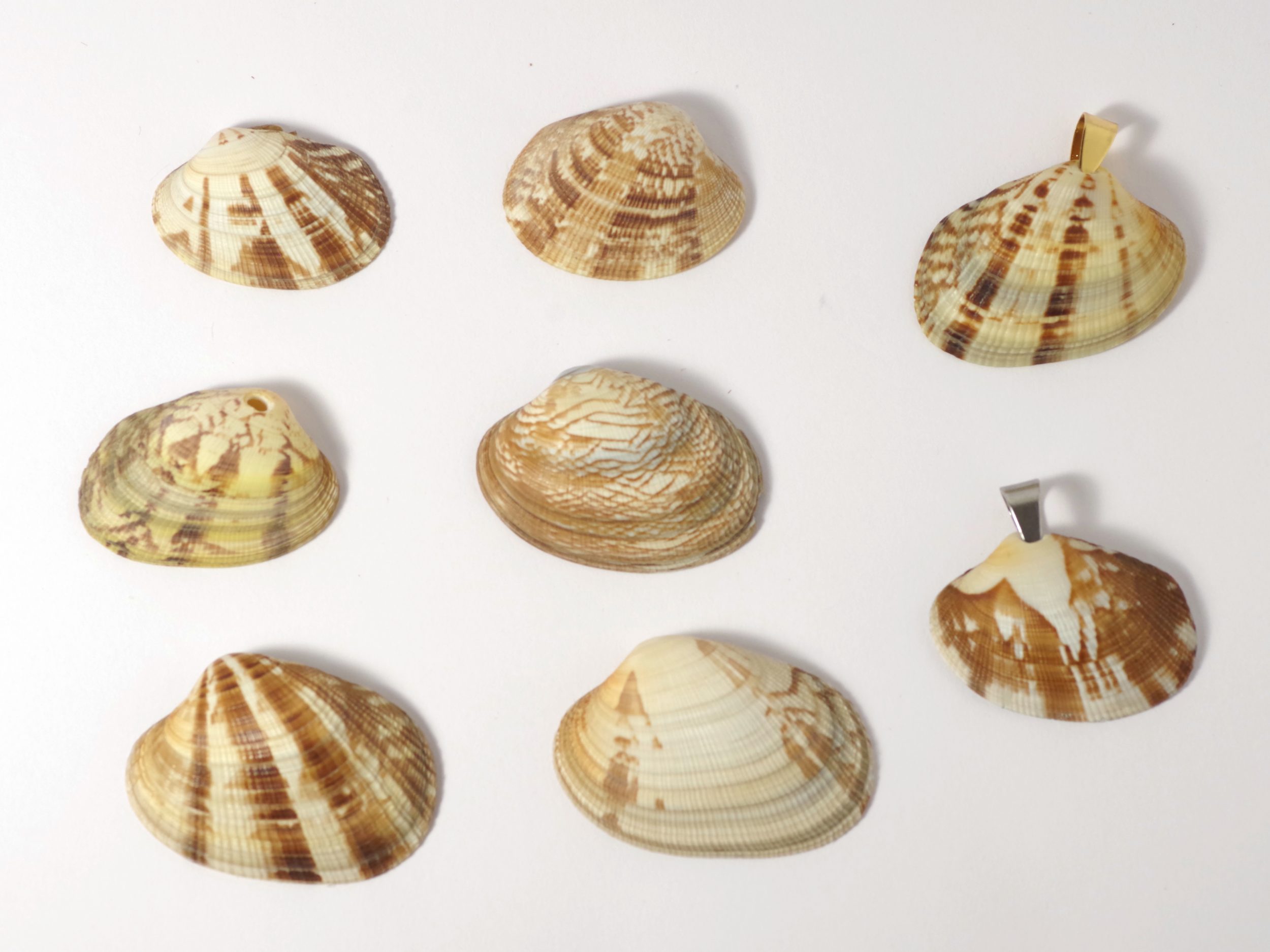 Colliers Jaï, belles palourdes au choix – Image 2