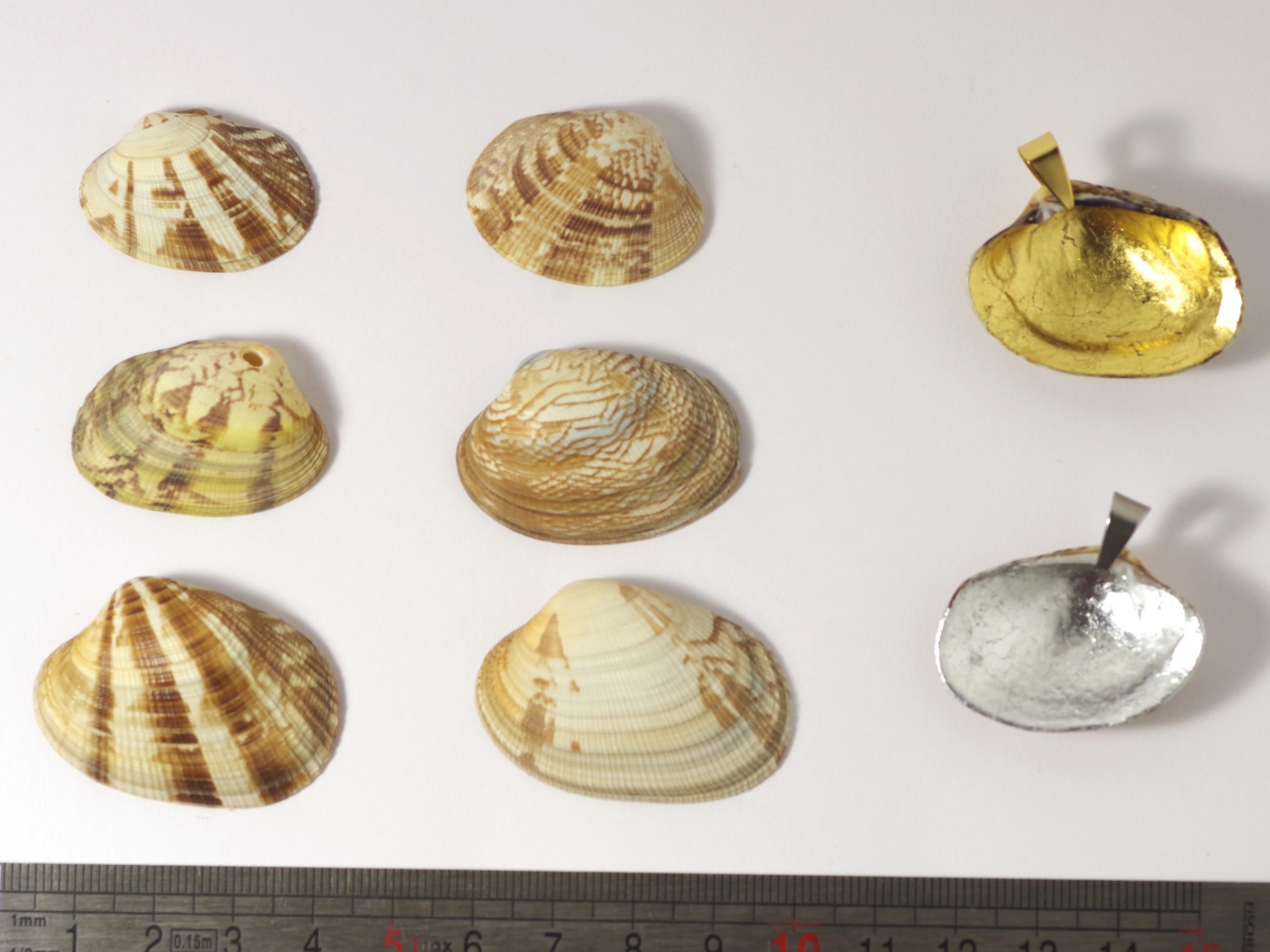 Colliers Jaï, belles palourdes au choix – Image 4