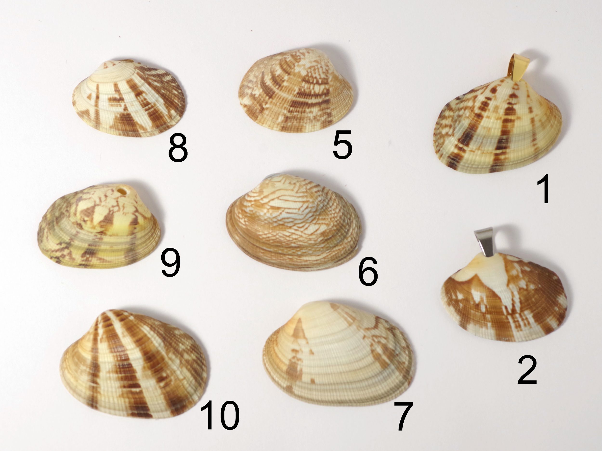 Colliers Jaï, belles palourdes au choix – Image 3