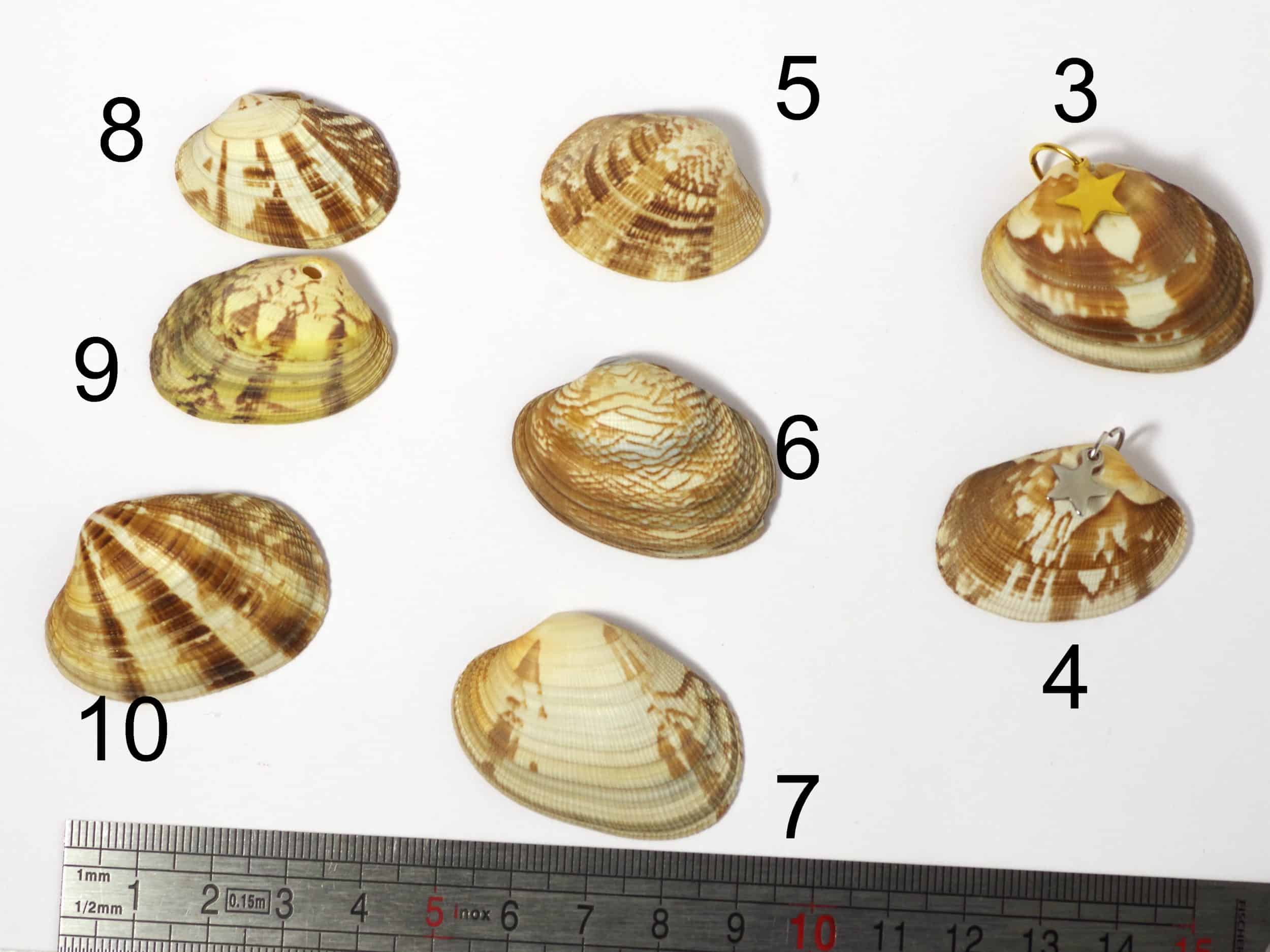 Colliers Jaï 2, palourde et étoile de mer – Image 2