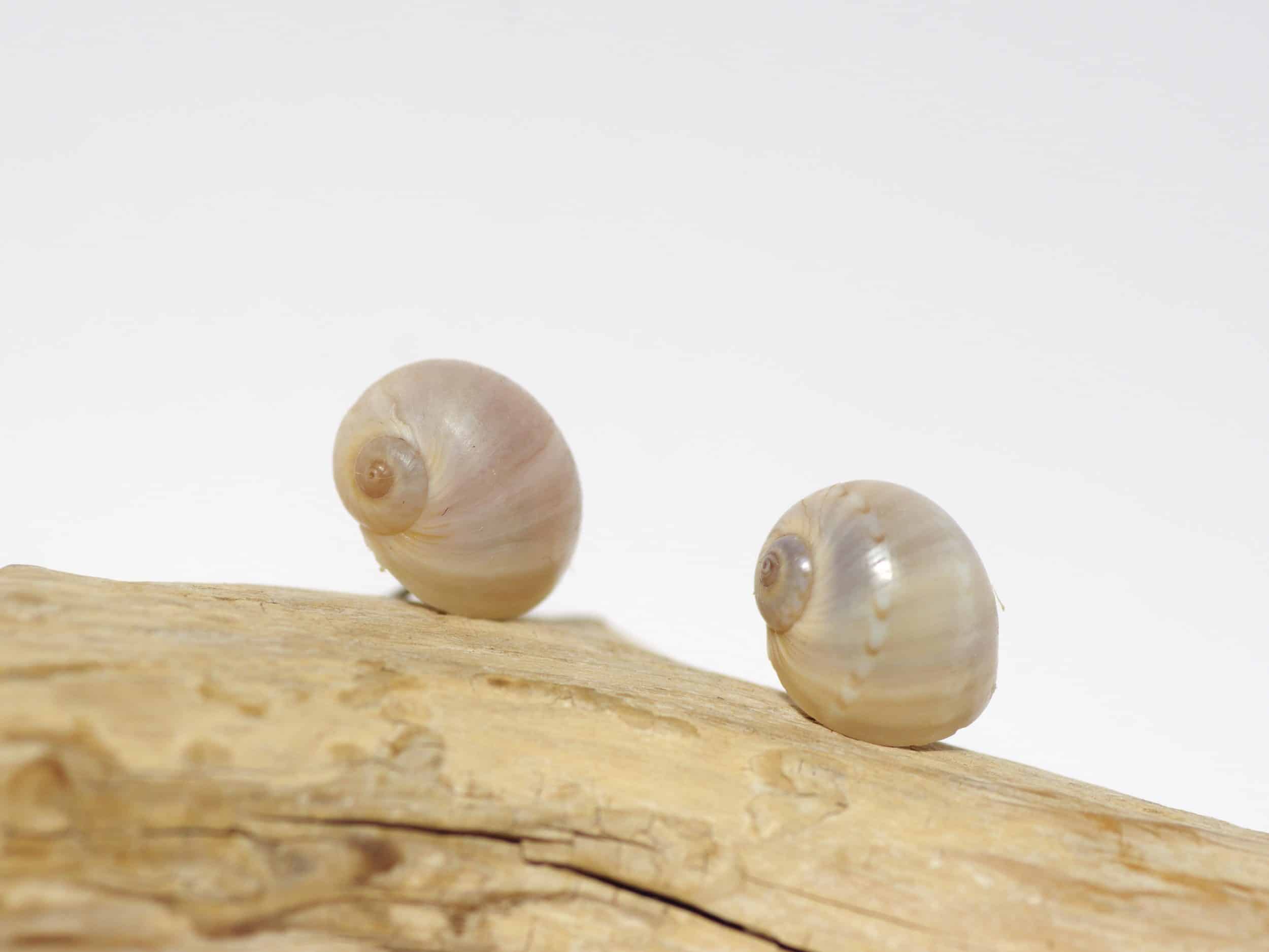 Puces d'oreille : joli coquillage sur un clou d'oreille en inox