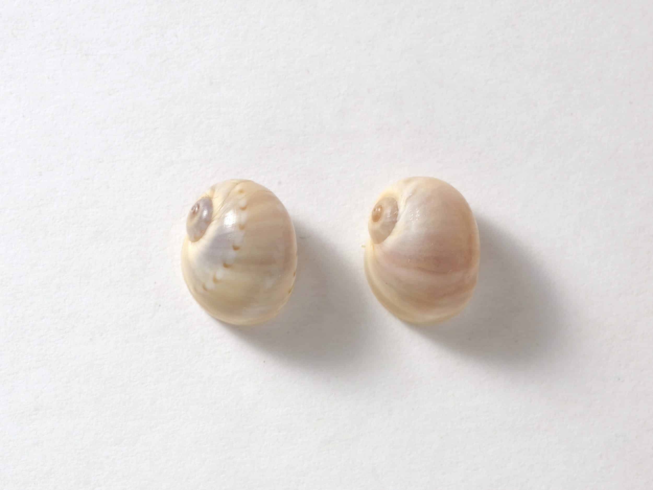 Puces d'oreille Joséphine, jolis coquillages – Image 4