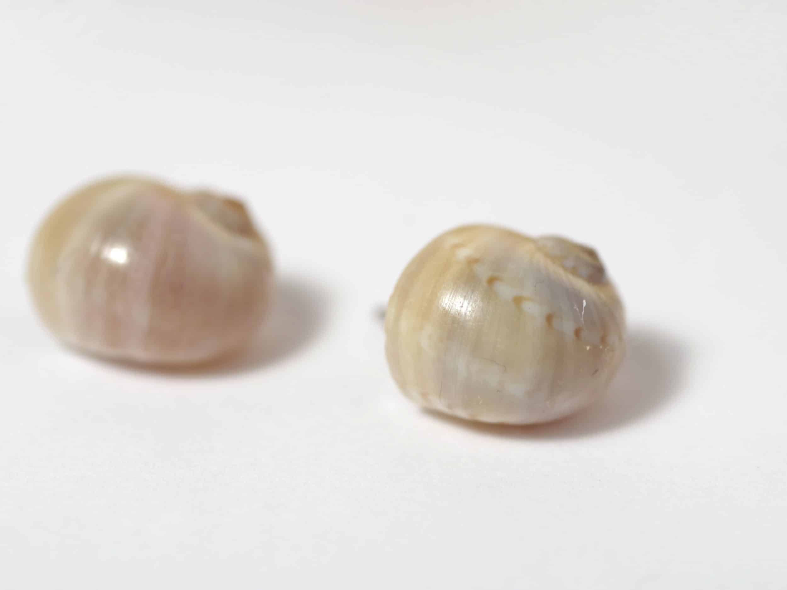 Puces d'oreille Joséphine, jolis coquillages – Image 6