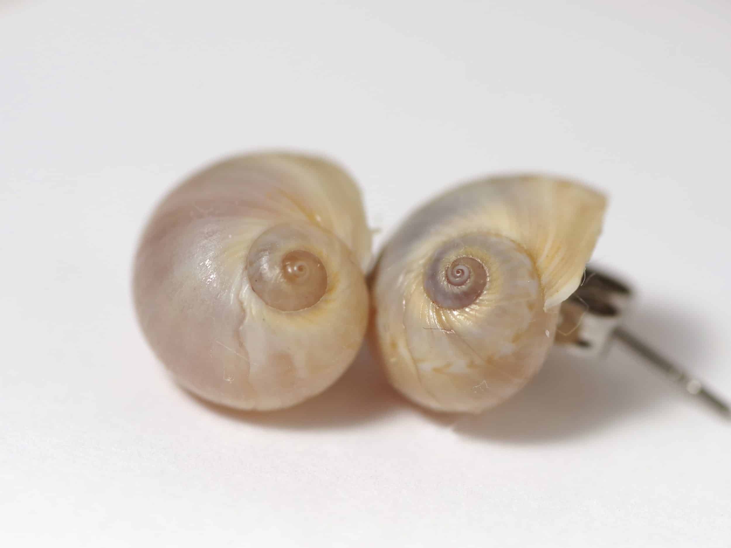 Puces d'oreille Joséphine, jolis coquillages – Image 7