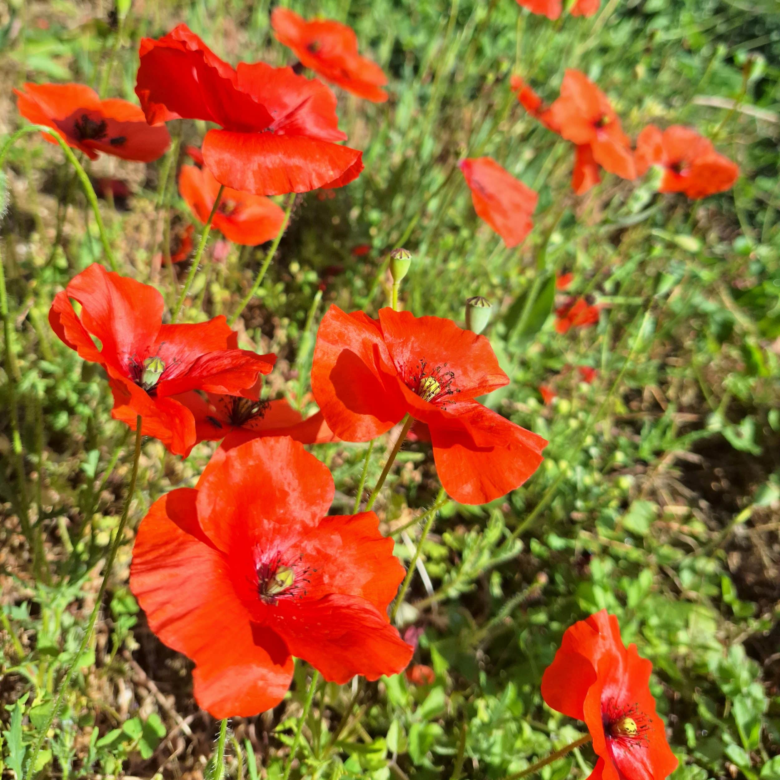 Collier Sylphide, composition de fleurs – Image 7