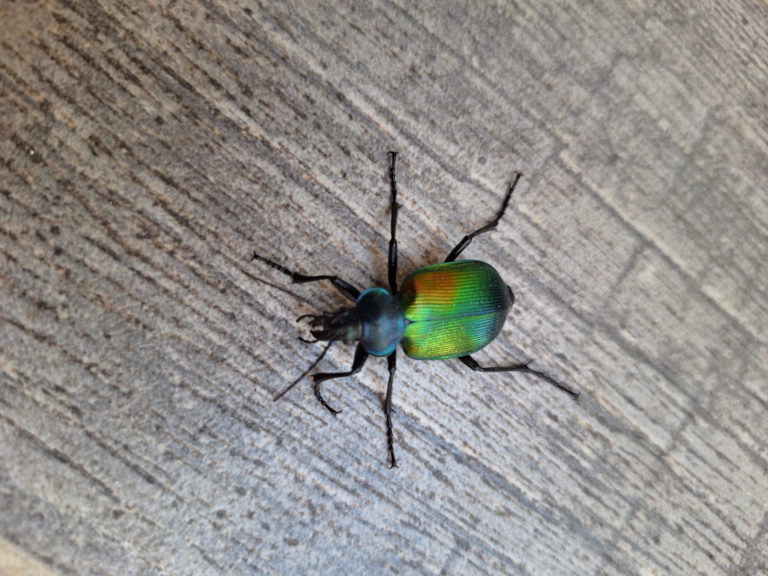 Collier Calosoma, petit scarabée – Image 8