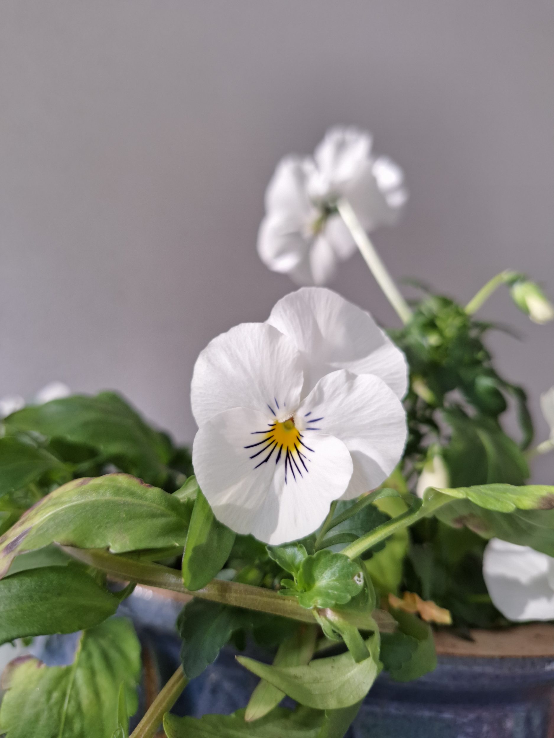 Boucles d'oreilles Flora, petites pensées blanches – Image 6