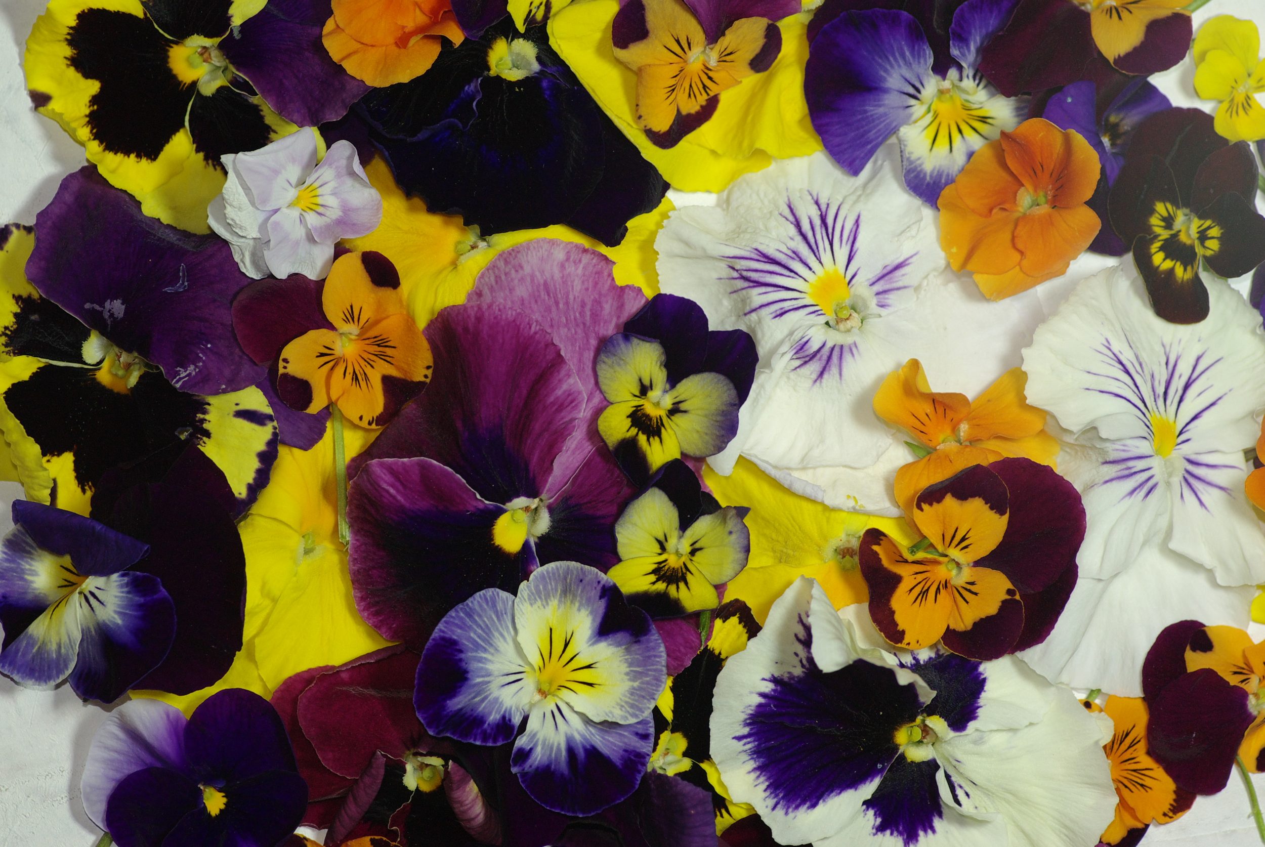 Boucles d'oreilles asymétriques, pétales de pensées – Image 9