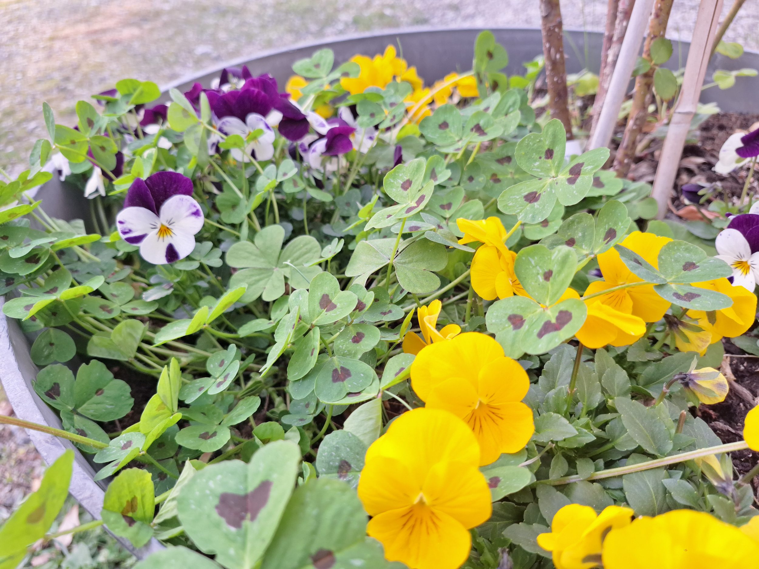 Boucles d'oreilles Elfy, mini pensées jaune – Image 9