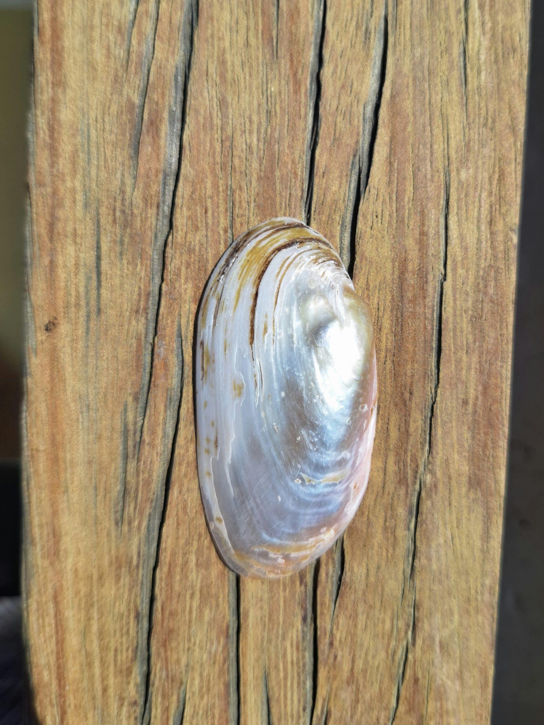 Collier Vague, pendentif coquillage poli – Image 7