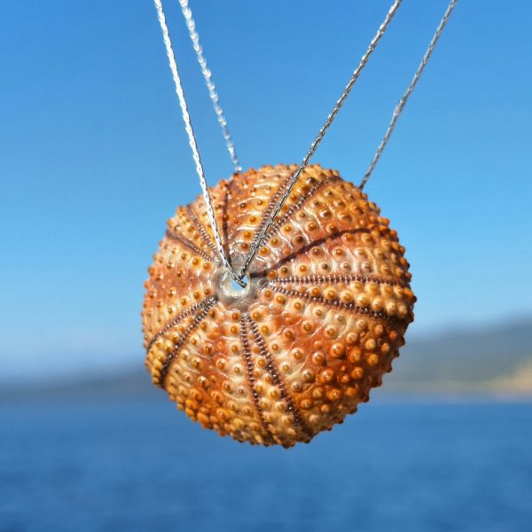 Collier Solstice, test d'oursin orange