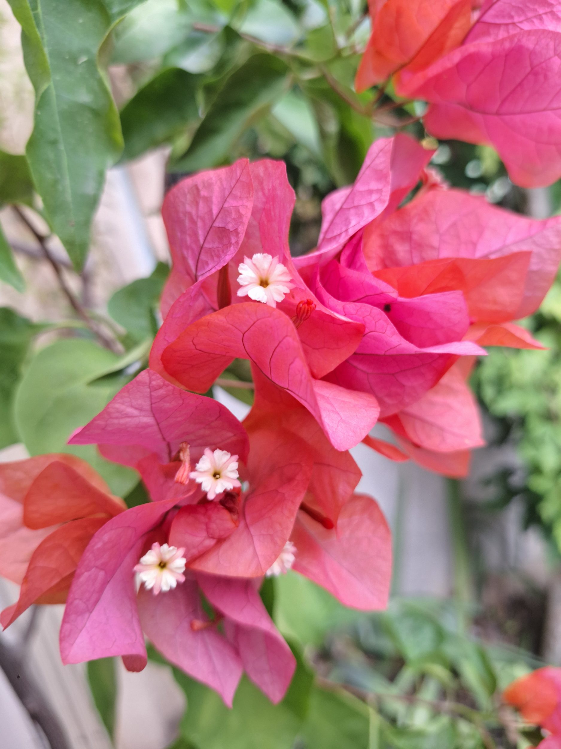 collier Miss Nature, bougainvillées en pendentif – Image 7